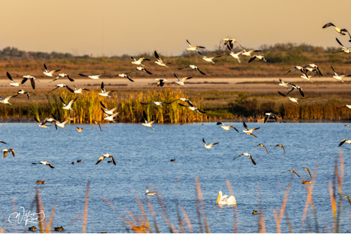 Shore birds 16 bg0f7l