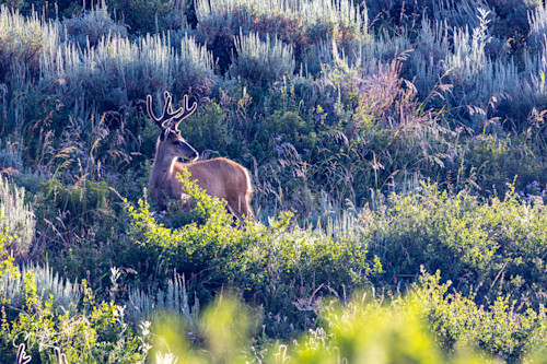 Mule deer 21 hsj2dn