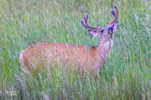 Mule deer 26 hipcxa