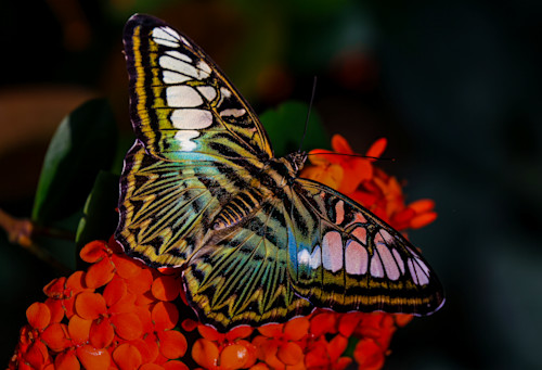 Flutterfly jhe imgs5776 afjrsa