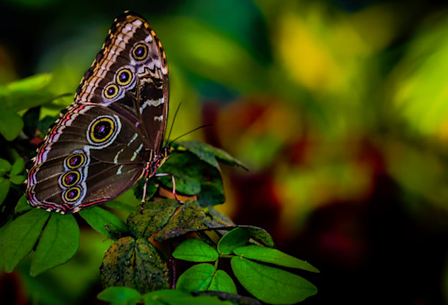 Flutterfly jhe mgs5751 o3aulp