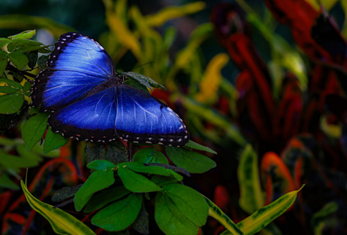 Flutterfly jhe imgs5741 qautsv