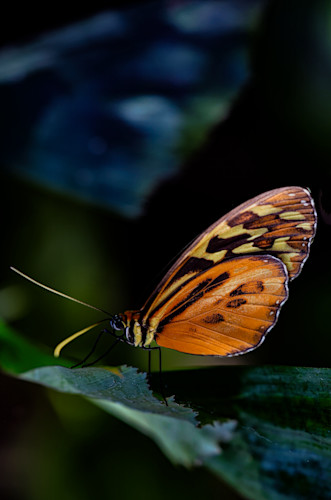 Flutterfly jhe imgs5764 or30jo