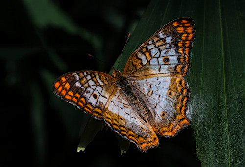 Flutterfly jhe imgs5770 oaqddv