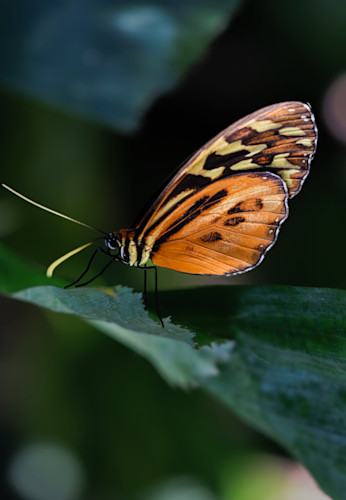 Flutterfly jhe 06102023 imgs5761 mgzow3