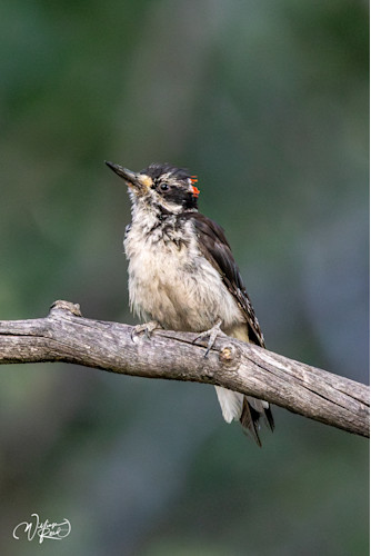 Wood pecker 3 xepclv