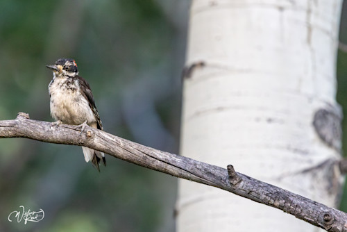 Wood pecker 5 je5kuu