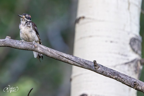 Wood pecker 1 sne4js