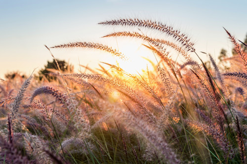 Grass flower sunset awypia ustond