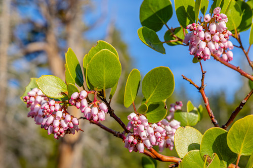 Tahoe manzanita flowers 1 n2oyxv