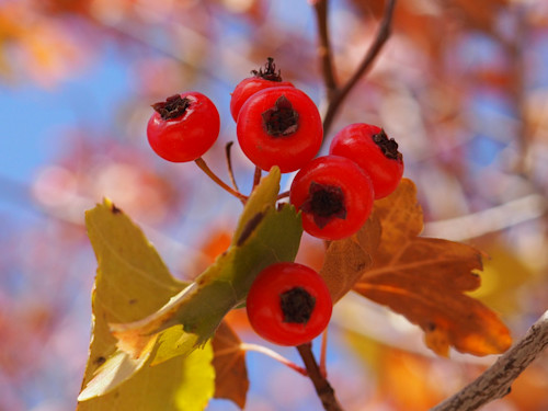 Original red berries q8gjbm