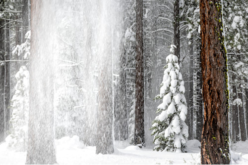 Tahoe tree snow shedding 1 mrav5n