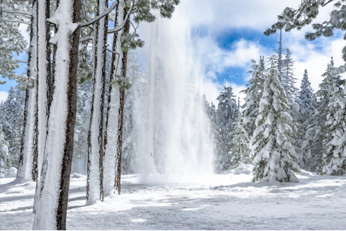 Tahoe tree snow shedding 2 n9sii1