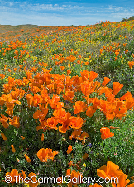 California Poppies