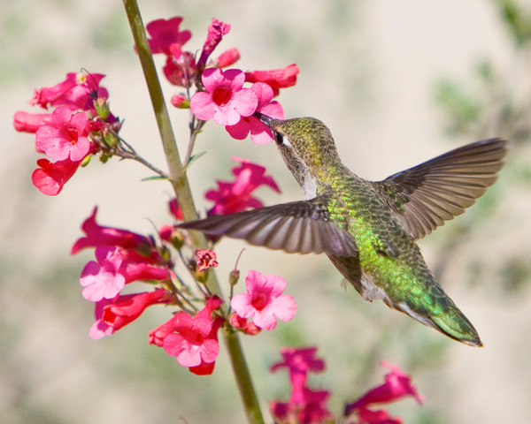 ハミングバードページ First ruby-throated hummingbird spotted in Minnesota this summer