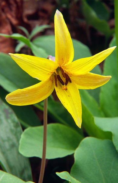 Trout Lily – Hiker's Notebook