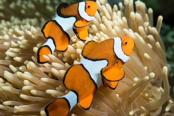 Clown Anemonefish Pair, Great Barrier Reef, Australia