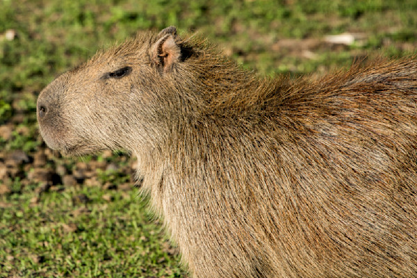 Capybara closeup profile