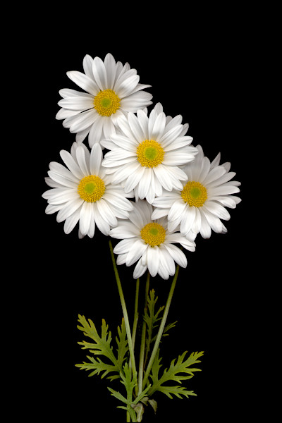 Daisy_Bunch_SN17_isaaj0.jpg