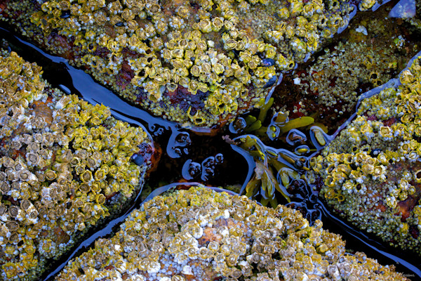 best tidal pools in maine best tidal pools in maine