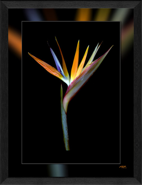 Bird_of_Paradise_V_SN4-