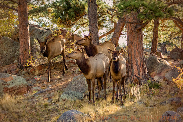 16x24 Framed Gallery Wrapped Stretched Canvas Elk and Mountains Estes Park Colorado