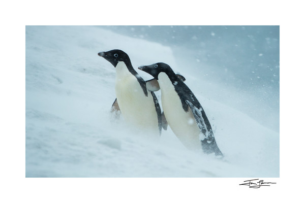 Antarctica Photography Art | Tim Laman Photography