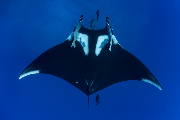 Chevron Manta Ray, San Benedicto Island, Mexico