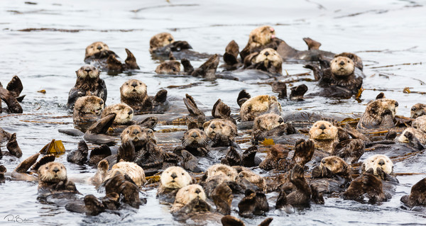 Raft of Sea Otters (Enhydra lutris) floating among kelp near Koniuji