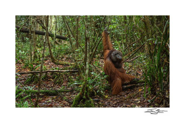 Orangutans Photography Art | Tim Laman Photography