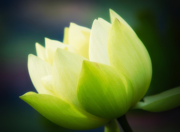 lotus blossom