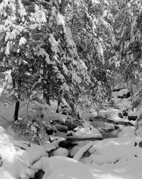 Fine Art Print Fresh Snow Along Quiet Forest Stream