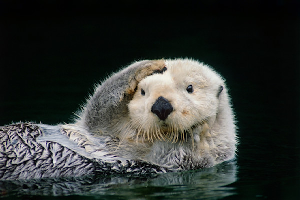 Sea Otter grooming