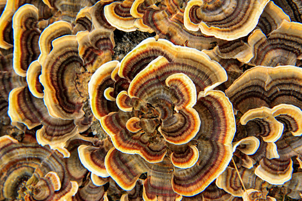 turkey-tail-mushroom-photography-art-spry-gallery