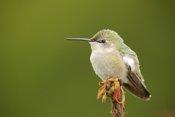 Miniature Beauty printed on recycled aluminum.