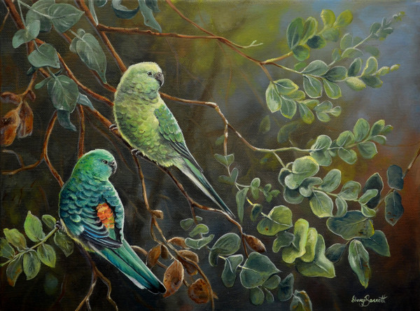 Red-rumped Parrots Blue Gum Lookout