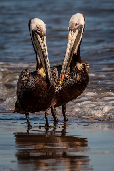 Coastal Georgia Wildlife photographs