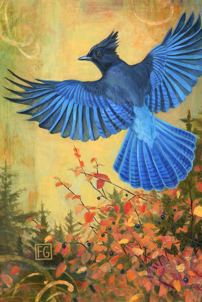 Steller_s_Jay_vert_35_x_525_ix