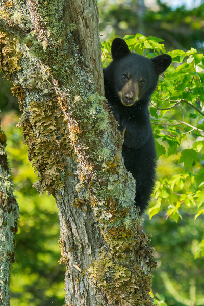 Bear Cub