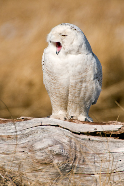 値下げ　アールビバン　版画　てぃんくる　SNOWY OWL 値下げ アールビバン 版画 てぃんくる SNOWY OWL - メルカリ