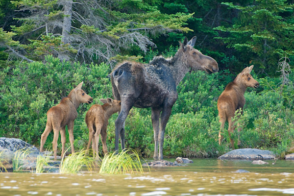 Moose Triplets