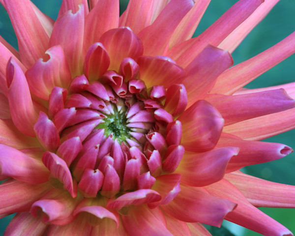Dahlias Art | Damselwings Photography