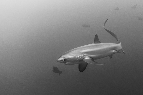 Thresher Shark BW, Philippines