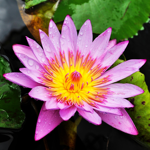 waterlily様 Amazon.com : Florida Water Lily Bundle - 4 Pre-Grown Hardy