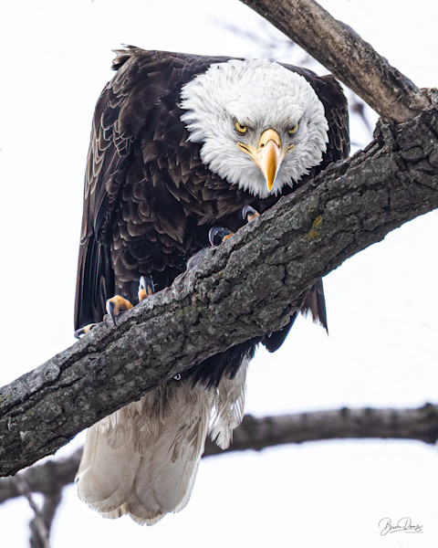 Bald Eagle Evil Eye