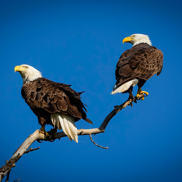 Bald Eagle Mating Pair Photograph By Carl Smith