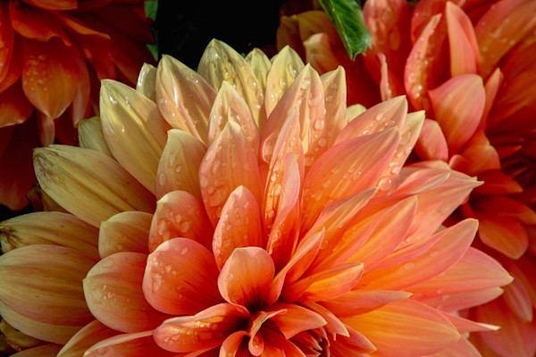 Photo of yellow and Orange dahlia