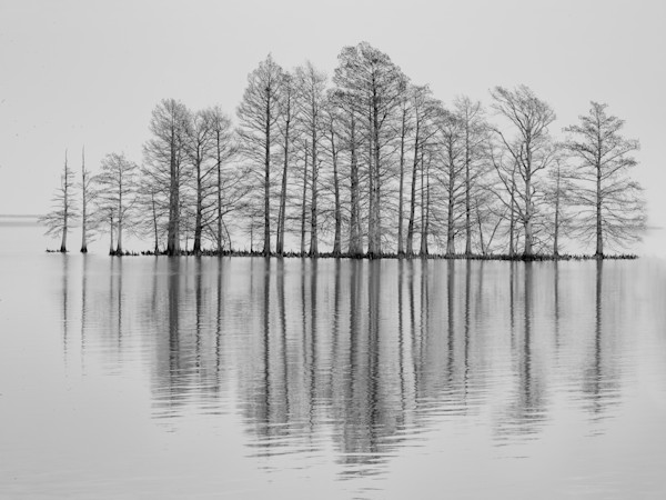 Black and white platinum landscape lake with bald cypress trees