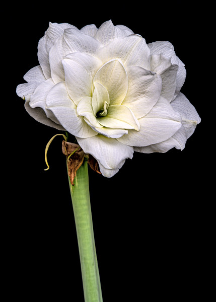 激安超特価 最大80%オフ  amaryllis トップス