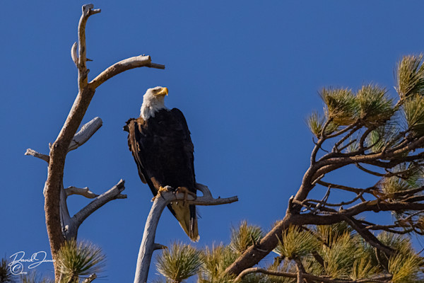 Big bear bald eagles Photography Art | David James Galleries